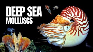 The Alien World of Deep Sea Molluscs [upl. by Dlorag61]