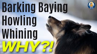 Barking Dogs Understanding Canine Vocalization To Prevent Nuisance Barking 238 podcast [upl. by Kamal]