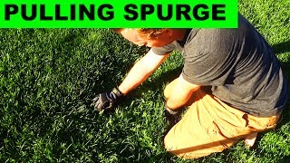 Hand Pulling Spurge From The Lawn  Relaxing and Effective [upl. by Ayila]