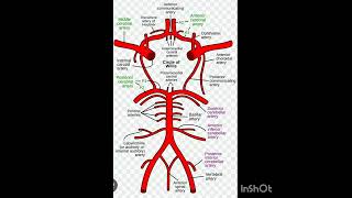 circle of willislearn fast with diagrama [upl. by Anirol]