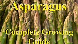 How To Grow Asparagus  Complete Growing Guide [upl. by Ettennal]