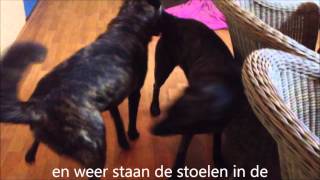 dekking lex en wanda zonder clip jan 2013 [upl. by Svoboda]