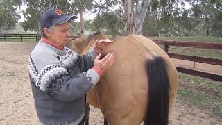 Equine Positional Release Ischium Technique [upl. by Omidyar43]