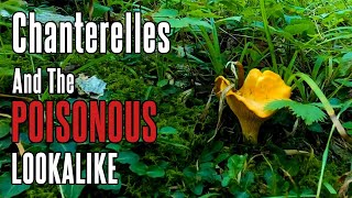 Chanterelle Mushrooms and POISONOUS Lookalike  Foraging in Appalachia [upl. by Mcnelly]