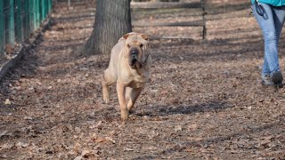 Introducing Your Chinese SharPei to Your Cat  Tips for Success [upl. by Stephenson757]