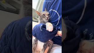 You Did Bro Do That cat catlover catvideos shorts catfunny catlovers funny funnyvideo [upl. by Yendyc]