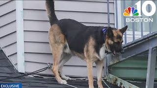 Rescuing Rocky How a dog got stuck on a Revere roof and then was saved [upl. by Nylad699]