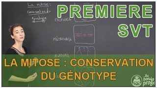 La mitose  conservation du génotype  SVT  1ère  Les Bons Profs [upl. by Custer]