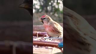 🩷 Common redpoll 🩷 [upl. by Fancy]