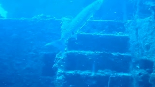 Thunderbolt Wreck Dive tour in Florida Keys near Marathon [upl. by Milak]