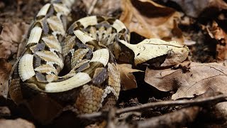 La Víbora de Gabón entre la más letal del planeta 😱🐍🌎 [upl. by Sachi]