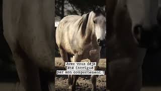 Comprendre les chevaux  😲 [upl. by Neffets7]