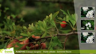 Aubépine Crataegus laevigata [upl. by Soiritos]