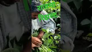 राजमा रिझल्ट Karyon organic products karyon shots shortsvideo [upl. by Eetnom]