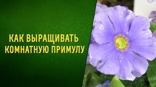 Как выращивать комнатную примулу [upl. by Narhet]