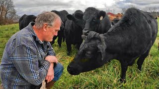 John Deere Plow Repairs Friendly Cattle and Delicious Steaks [upl. by Ardnauq646]