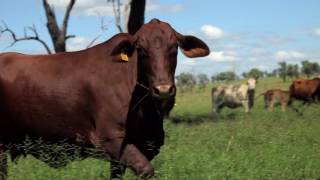 Pride of True Aussie Lamb and Beef Paddock to Plate [upl. by Herculie]