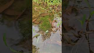 Underwater Eriocaulon [upl. by Claudelle]