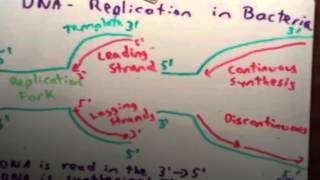 Bacterial Replication [upl. by Ridley]