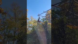 Siamang Gibbon Vocalization Call  Cincinnati Zoo [upl. by Anihs]