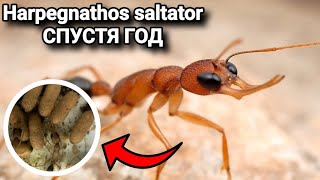 ЧТО СЛУЧИЛОСЬ С Harpegnathos saltator СПУСТЯ ГОД ПЕРЕСЕЛЕНИЕ НАПАДЕНИЕ КАРЕБАР И МНОГОЕ ДРУГОЕ [upl. by Ard]