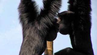 Zoo View Siamang GibbonCincinnati Zoo [upl. by Annairdna]