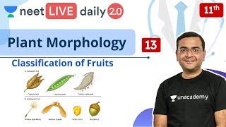 NEET Plant Morphology  L13  Class 11  Live Daily 20  Unacademy NEET  Pradeep Sir [upl. by Atirat]