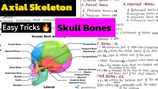 Axial SkeletonStructure and Function of Skull Human Skeleton 🦴 Support and Movement2nd year Bio [upl. by Anasiul]