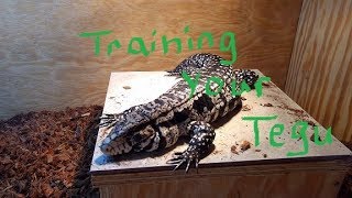 Training my Argentine Tegu [upl. by Largent]