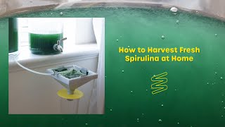 Growing Spirulina at Home  quotHow to Harvestquot Overview [upl. by Mis]