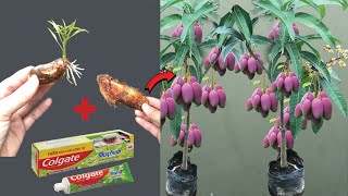 How to plant mango seeds to quickly root with 100 successplant treegrafting grafttree garden [upl. by Orimisac]