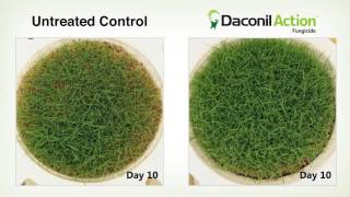 Daconil Action drought tolerance study [upl. by Nerro]