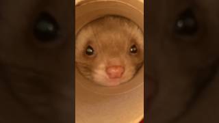 Le rouleau de sopalin le meilleur jouet 😂🫶🏻 furet furets ferret ferrets funnypets funny [upl. by Crofoot]