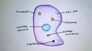 How to draw vacuole  Labelled Biology Diagrams of vacuole by Hajong Art [upl. by Iznyl]