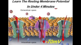 Learn The Resting Membrane Potential in Under Four Minutes [upl. by Aubigny962]