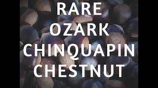 The Ozark Chinquapin Chestnut [upl. by Dowdell515]