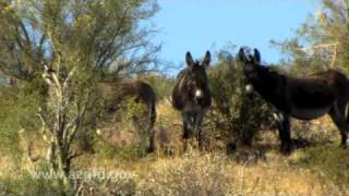 Wild Burros of Arizonamov [upl. by Aicilaf]