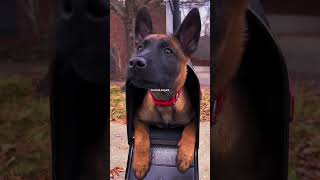 dogs malinois k9protection doglover doglover k9handler dog k9 dogtraining shortvideo usa [upl. by Toh42]