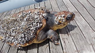 Sea Turtles Trapped In Barnalcle And Banalcles Removal Exciting [upl. by Srevart767]