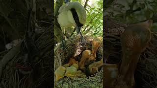 long tailed shrike bird babies P 5 short ytshortsvideo [upl. by Lysander]