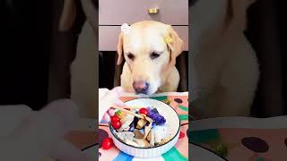 Best ASMR dogs food in the world [upl. by Fidele]