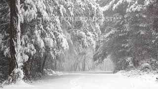 12918 Greensboro NC  Tree Conditions and Snowy Scenesmp4 [upl. by Ranit]