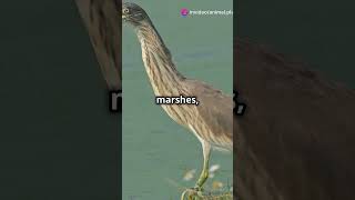 5 Fascinating Facts About the Rufous bellied Herons [upl. by Treblih]