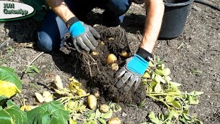 Gartentipp 0316 März Kartoffeln im Kübel ziehen  vom setzen bis zur Ernte [upl. by Placido526]