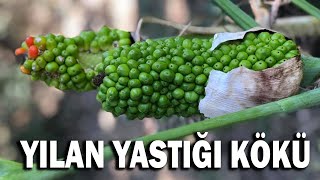 Yılan yastığı kökü  Dracunculus vulgaris Arum italicum [upl. by Sapienza]