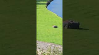 robotic lawn mower [upl. by Kristo791]