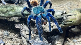 Chromatopelma cyaneopubescens [upl. by Kamp]