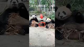 The Ultimate Clever Panda 팬더의 최강 교활한 순간 cute panda animals funny [upl. by Engvall]