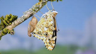 Painted Lady Caterpillar to Butterfly Time lapse [upl. by Sanger]