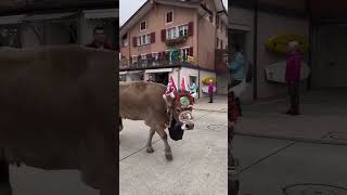 Traditiona Älplerchilbi in Beckenried 🇨🇭 On the 2nd Sunday in November switzerland cow cows [upl. by Donnell]